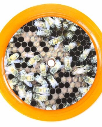 Vinyl Record Label Coaster | Busy Bees